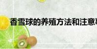 香雪球的養殖方法和注意事項(香雪球)