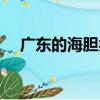 廣東的海膽類（關于廣東的海膽類介紹）