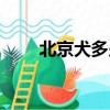 北京犬多少錢一只（北京犬多少錢）