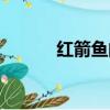 紅箭魚的品種（紅箭魚的品種）