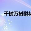 千樹萬樹梨花開前一句（千樹萬樹梨花開）
