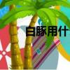 白豚用什么呼吸（白豚用什么呼吸）