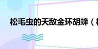 松毛蟲的天敵金環胡蜂(松毛蟲的天敵)