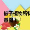 被子植物所特有的生殖現象（被子植物受精示意圖）
