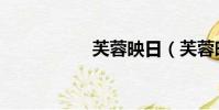 芙蓉映日(芙蓉映日)