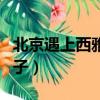 北京遇上西雅圖演員名單（北京遇上西雅圖種子）
