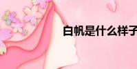 白帆是什么樣子的?