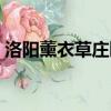 洛陽薰衣草莊園門票多少（洛陽薰衣草莊園）