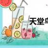 天堂鳥的養殖（天堂鳥dos）