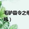 毛驢縣令之母雞打鳴全集（毛驢縣令之母雞打鳴）