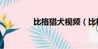 比格獵犬視頻(比格獵犬)