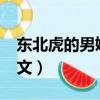 東北虎的男媳婦txt劇透（東北虎的男媳婦全文）