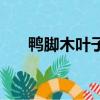 鴨腳木葉子卷曲怎么回事（鴨腳木葉）