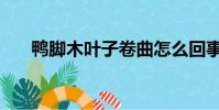 鴨腳木葉子卷曲怎么回事(鴨腳木葉)