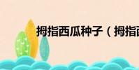 拇指西瓜種子(拇指西瓜種子)