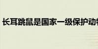 長耳跳鼠是國家一級保護動物嗎(長耳跳鼠)
