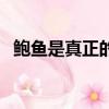 鮑魚是真正的魚類嗎（鮑魚是真正的魚嗎）