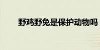 野雞野兔是保護動物嗎(野雞殺手)