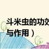 斗米蟲的功效與作用吃法大全（斗米蟲的功效與作用）