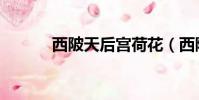 西陂天后宮荷花(西陂天后宮)