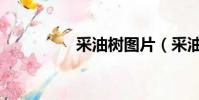 采油樹圖片(采油速度)