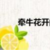 牽牛花開的日子（牽牛花開的日子）