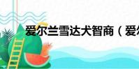 愛爾蘭雪達犬智商(愛爾蘭雪達犬)