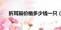 折耳貓價格多少錢一只(折耳貓價格)