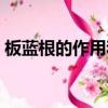 板藍根的作用和功效是什么（板藍根的作用）