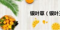 銀葉草(銀葉王)