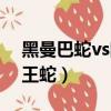 黑曼巴蛇vs眼鏡王蛇打架（黑曼巴蛇vs眼鏡王蛇）
