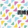 圓鰭魚多少錢1只（圓鰭魚）