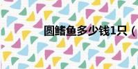 圓鰭魚多少錢1只(圓鰭魚)
