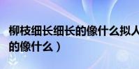 柳枝細長細長的像什么擬人句(柳枝細長細長的像什么)