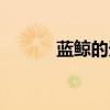 藍鯨的天敵是誰（藍鯨的外形）
