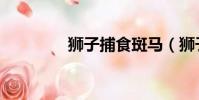 獅子捕食斑馬(獅子捕食)