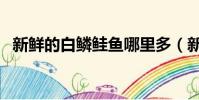 新鮮的白鱗鮭魚哪里多(新鮮的白鱗鮭魚)