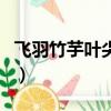 飛羽竹芋葉尖發黃卷曲是什么原因（飛羽歌詞）