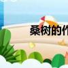 桑樹的作用有哪些（桑樹的作用）
