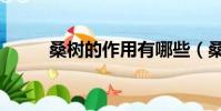 桑樹的作用有哪些(桑樹的作用)
