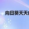 向日葵天天向上歌曲（向日葵 天天向上）