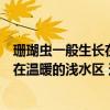 珊瑚蟲一般生長在溫暖的淺水區這是為啥（珊瑚蟲一般生長在溫暖的淺水區 這是為什么）