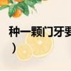 種一顆門牙要多長時間（種一顆門牙要多少錢）