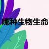 哪種生物生命更頑強（哪種生物生命力最強）