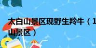 太白山景區現野生羚牛(1歲小羚牛現身太白山景區)