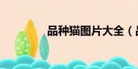品種貓圖片大全(品種貓)