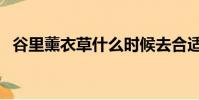 谷里薰衣草什么時候去合適(谷里薰衣草)