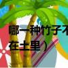 哪一種竹子不長在土里答案（哪一種竹子不長在土里）