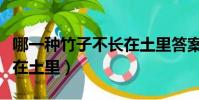 哪一種竹子不長在土里答案(哪一種竹子不長在土里)