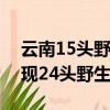 云南15頭野生亞洲象持續北上（云南寧洱出現24頭野生亞洲象）